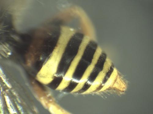 Réf. 316 675 : Nomada fucata